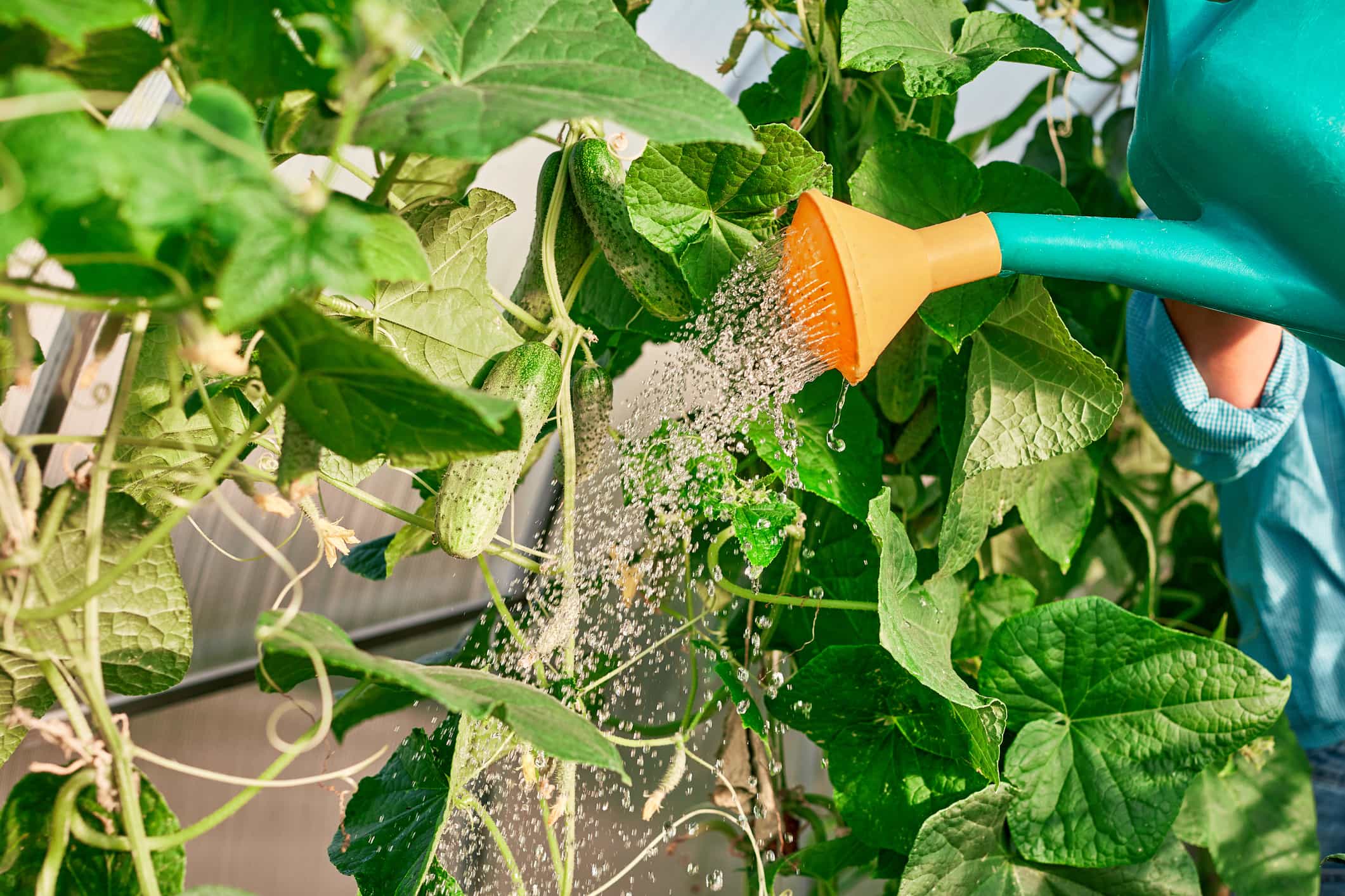 Someone Watering Cucumbers