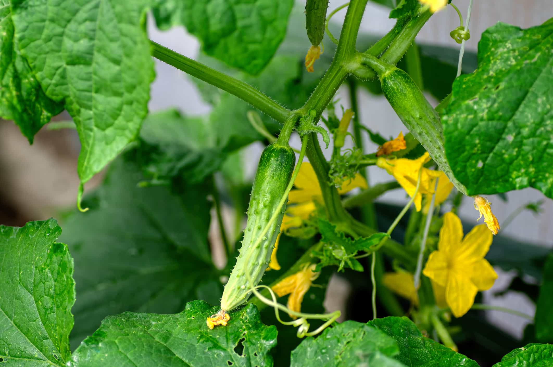 Cucumber Plant With Flower and Cucumber